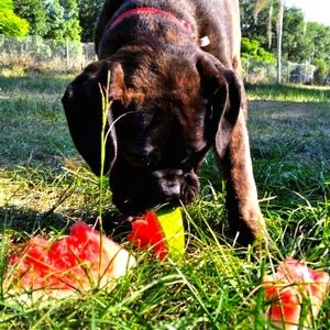 PET FRIENDLY  HOME FURBABIES ON PREMISES 🥰